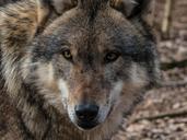 wolf-wild-carnivores-wildlife-park-1239994.jpg