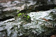 trunk-leaflet-the-bark-birch-1271672.jpg