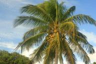 coconut-tree-palm-tree-palm-plant-347322.jpg