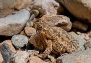 frog-toad-amphibian-tropical-498751.jpg