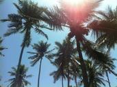 palm-trees-beach-thailand-south-sea-401687.jpg