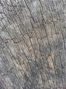 wood-grain-wood-grain-lines-801310.jpg