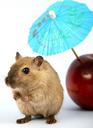 animal-apple-attractive-beautiful-1239395.jpg