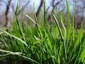 grass-greens-green-grass-nature-506832.jpg