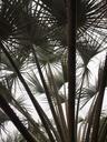 leaves-palm-palm-tree-tropical-904404.jpg