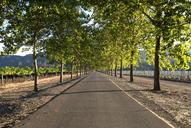 Entrance to a winery in Napa Valley, California LCCN2013633260.tif.tiff