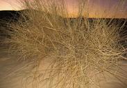 desert-sand-dune-bush-sunset-644686.jpg