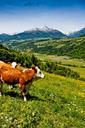 cow-meadow-austria-in-the-mountains-622347.jpg