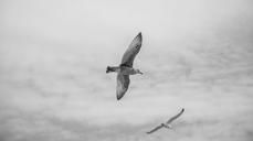 seagulls-birds-animal-sky-freedom-828949.jpg