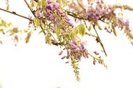 wisteria-flower-spring-1540785.jpg