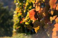 vineyard-vine-autumn-red-983349.jpg