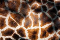 giraffe-s-coat-giraffe-manto-fur-356573.jpg