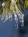 ice-winter-frozen-icicle-plant-596126.jpg