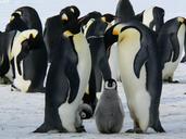 penguins-emperor-antarctic-life-429128.jpg