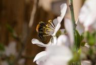 bee-almond-tree-insect-656687.jpg