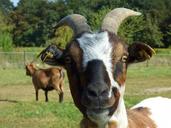 goat-bock-horns-livestock-1667211.jpg