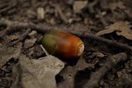 acorn-oak-crop-forest-undergrowth-971591.jpg