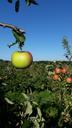 apple-orchard-fruit-tree-1425137.jpg