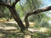 arizona-landscape-tree-organic-185978.jpg