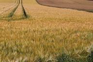 fields-edge-of-field-barley-1494536.jpg