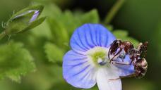 ant-macro-insect-nature-flower-787255.jpg