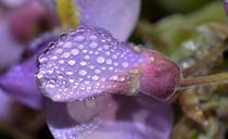 nature-flower-wisteria-dew-729090.jpg