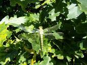 dragonfly-insect-nature-macro-656014.jpg