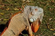 iguana-reptile-lizard-dragon-385016.jpg