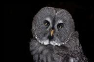 owl-bird-eagle-owl-feather-animal-611646.jpg