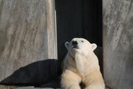 polar-bear-bear-rest-zoo-285217.jpg