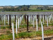 vineyard-vines-field-winery-504545.jpg