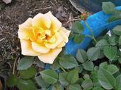 rose-yellow-flowers-potted-plants-340805.jpg