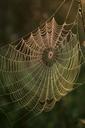 sunrise-it-dews-water-web-spider-387188.jpg