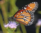 monarch-butterfly-flower-blossom-1541931.jpg