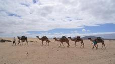 camel-desert-dromedary-697145.jpg