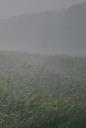 thunderstorm-downpour-rain-forward-408722.jpg