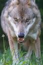 wolf-predator-european-wolf-1583203.jpg