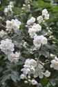 flower-jasmine-shrub-shrubs-plants-18997.jpg