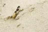 ants-sand-insect-larva-teamwork-433508.jpg