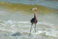 red-egret-bird-avian-wading-heron-1639866.jpg