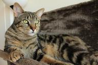 cat-tabby-cat-animal-cat-lying-1529255.jpg