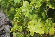 wine-vine-grape-winegrowing-487008.jpg