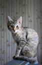 cat-home-a-cat-tabby-view-1021602.jpg