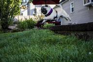 jumping-pug-puppy-cute-dog-funny-1502564.jpg