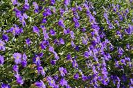 blue-pillow-flowers-bloom-724313.jpg