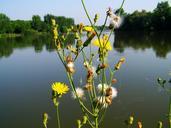 yellow-weed-wildflower-lake-nature-875038.jpg