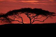 acacia-tree-tree-dusk-africa-603615.jpg