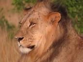 lion-kenya-wildlife-africa-nature-403764.jpg