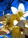 easter-flowers-white-pistils-324510.jpg