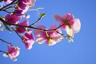 magnolia-magnolia-blossom-flowers-324287.jpg